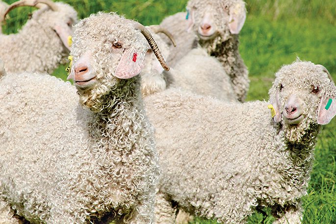 Surge in demand for mohair a boon for angora farmers - Local Matters