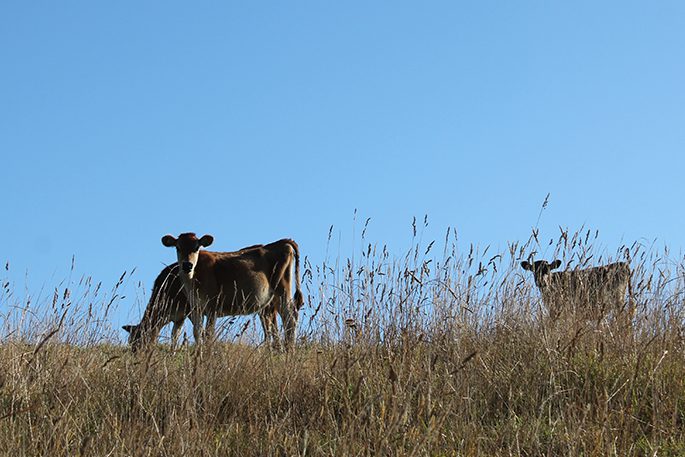 Drought Advice Funding Welcome Local Matters