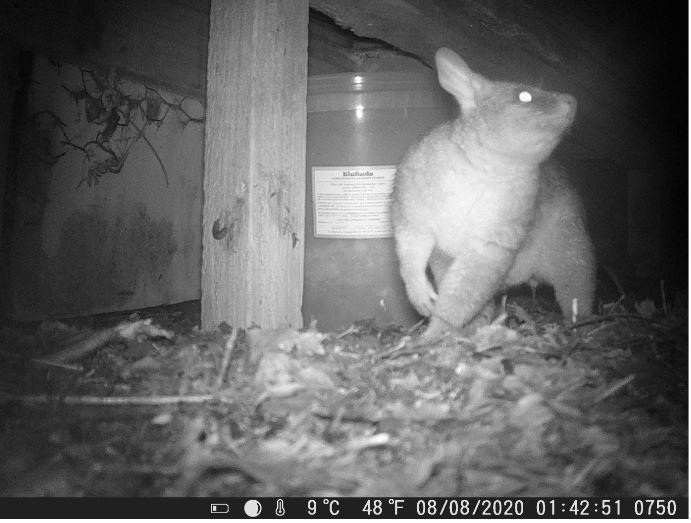 117288213 10158200097355932 1748827573657962434 n