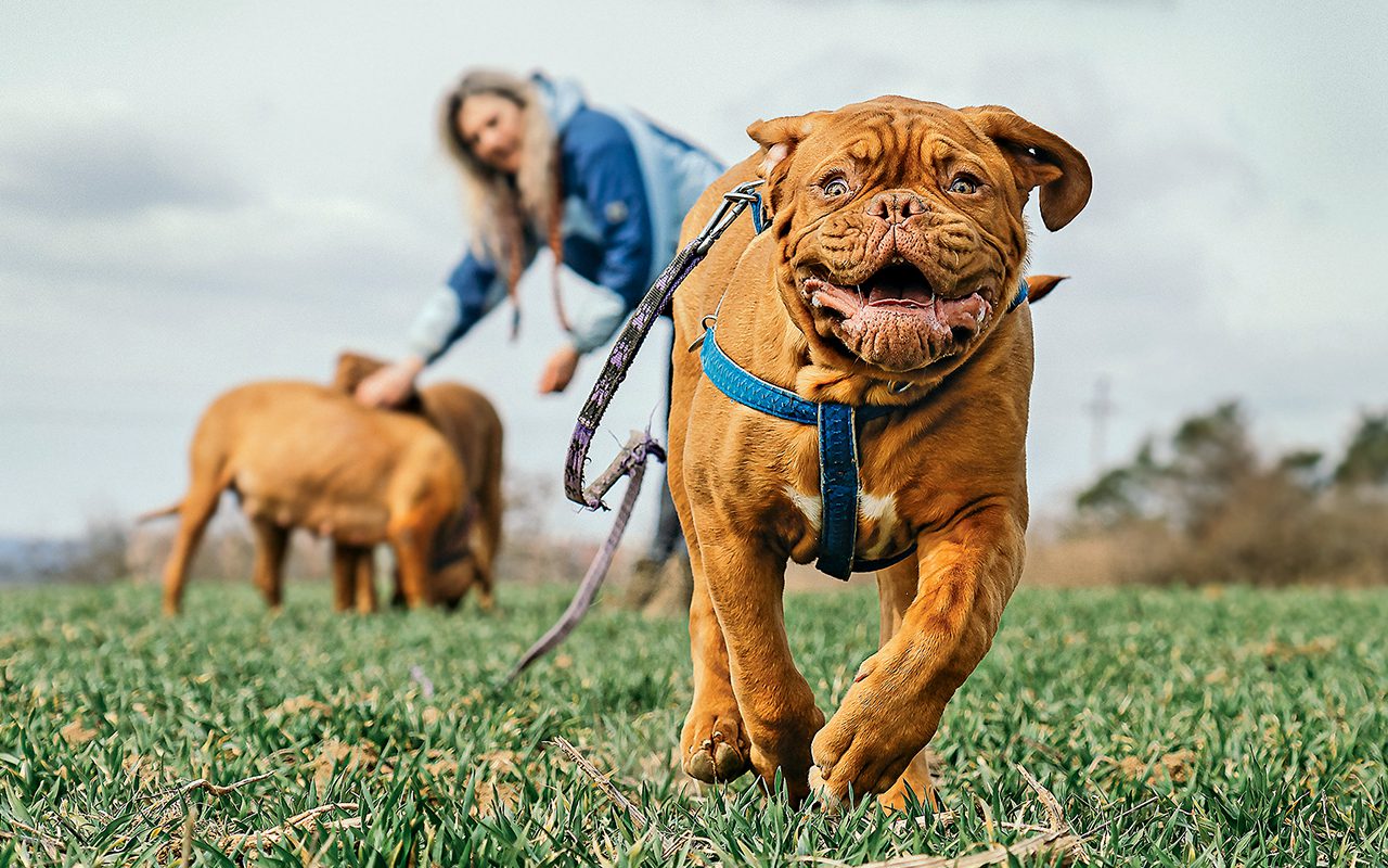 Canine capers and doggy delights at Snells skatepark Local Matters