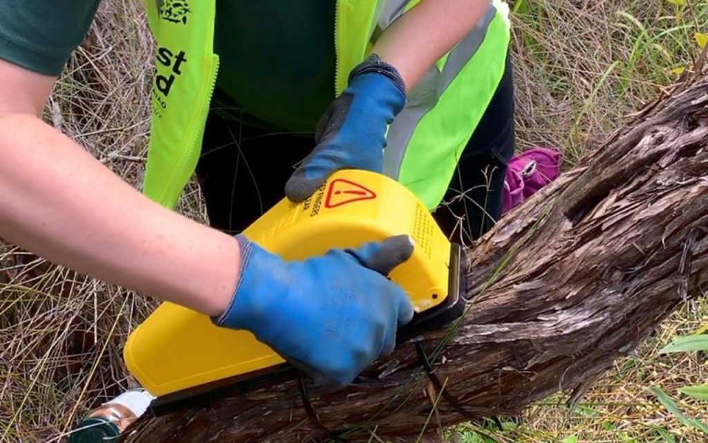 A step by step guide to backyard rat trapping - Local Matters