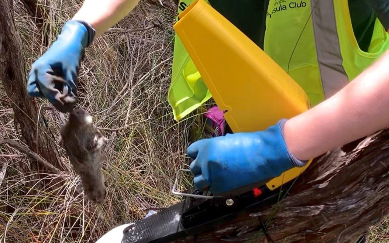 A step by step guide to backyard rat trapping - Local Matters