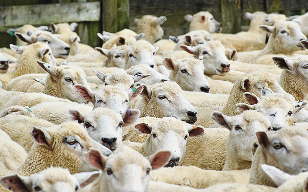 Sheep farming field day - Local Matters