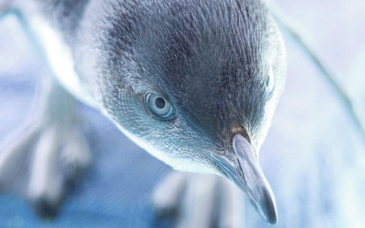 Environment – Lucky rescue for tiny penguin