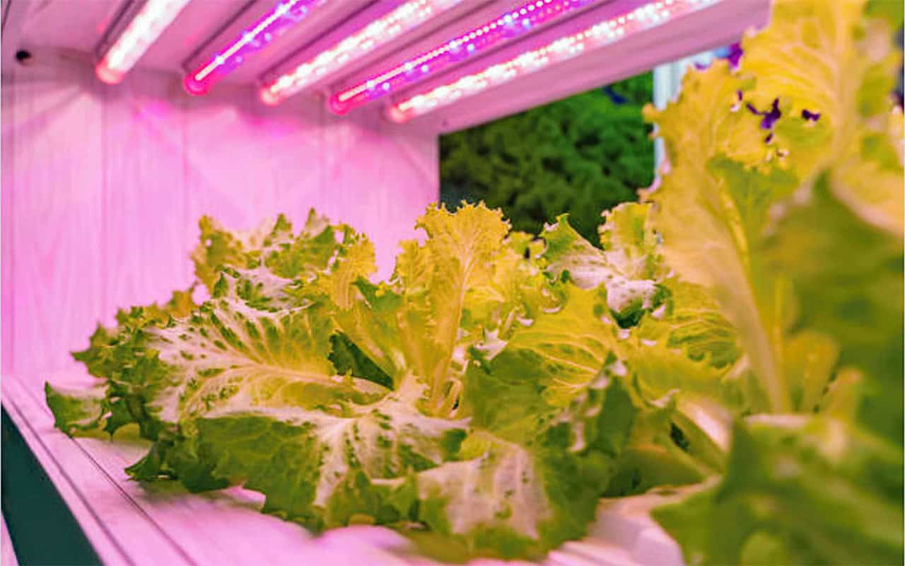 Gardening – Plants in space - Local Matters