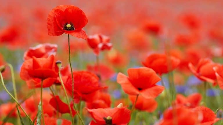 Whats On Dimensions 1280 x 720 px 768x432