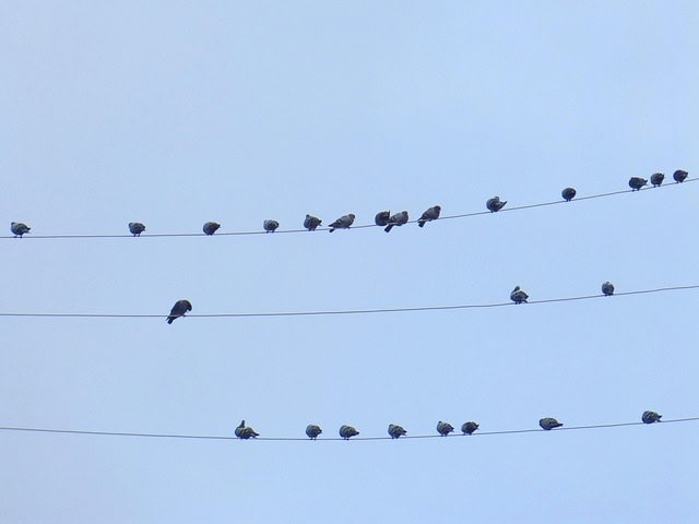 makamuki0 birds 4818021 640