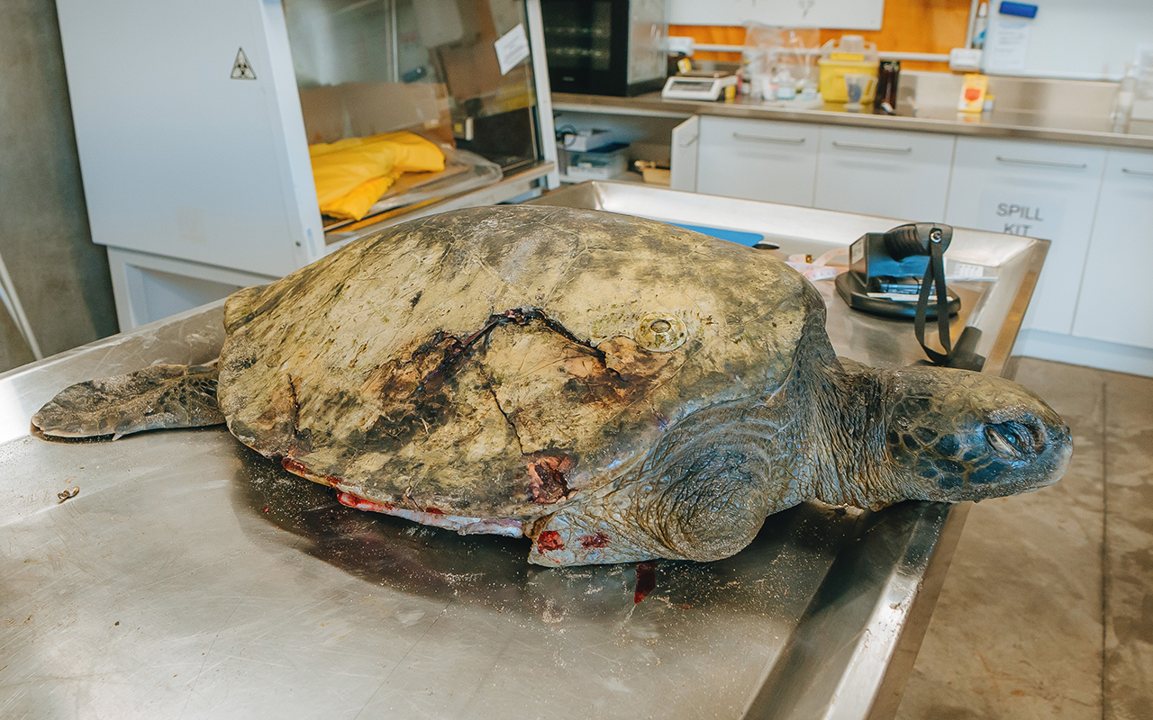 Boat strike in Gulf kills rehabilitated sea turtle