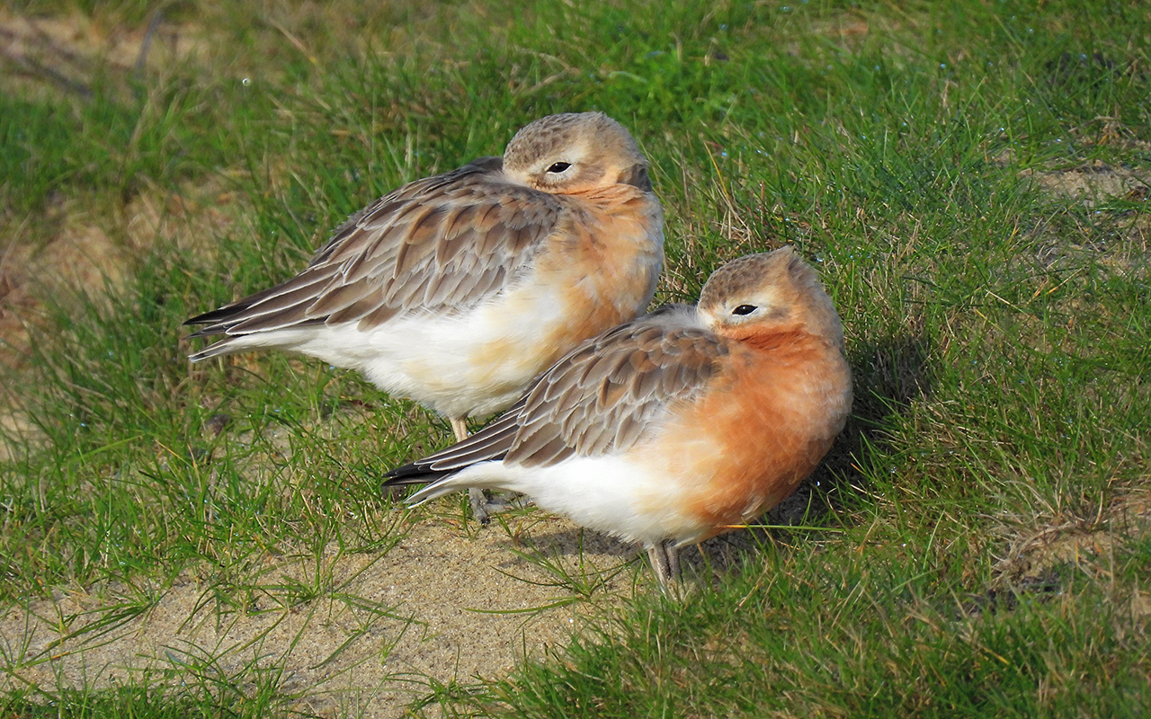 Environment - Breeding season begins - Local Matters